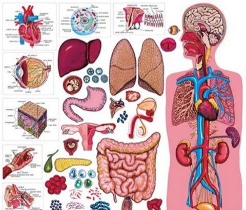 Những khám phá thú vị về con người