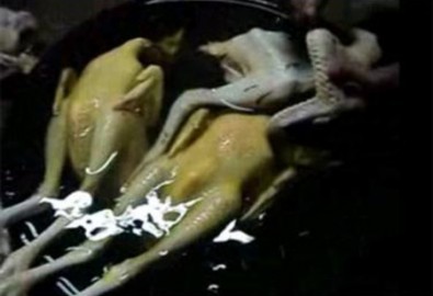 Nhuộm’ véc-ni cho gà thêm béo ngậy