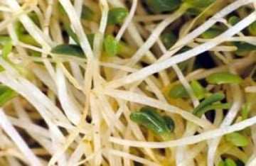 Rau mầm ở Đức bị nghi là nguồn lây khuẩn E.coli