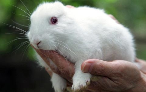 Thỏ không tai xuất hiện gần nhà máy Fukushima