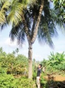 Xôn xao cây dừa giá... 1 triệu USD