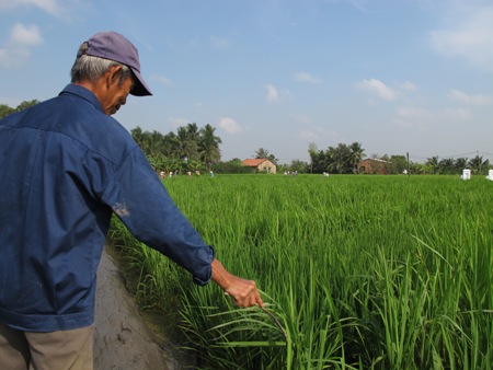 “Lúa lạ” trồng ở Long An có nguồn gốc Trung Quốc