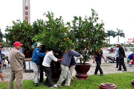Vận chuyển quất từ vườn ra chợ hoa tết Đà Nẵng