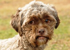 Meet 'Tonik' the dog with a human face. The poodle Shih Tzu mix - with a face just like a person - ended up in a kill shelter in Kentucky but the two year-old pup has now been saved, vetted, groomed, and ready for immediate adoption from the Homeward Bound Animal Welfare Group rescue in Mishawaka, Indiana. Ref: SPL491816 060213 Picture by: Renny Mills / Splash News Splash News and Pictures Los Angeles: 310-821-2666 New York: 212-619-2666 London: 870-934-2666 photodesk@splashnews.com