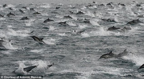Đàn cá heo hàng trăm ngàn con tập trung ở gần bờ biển nước Mỹ. (Ảnh: Daily Mail)