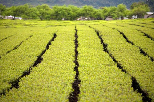 Cao nguyên Mộc Châu đẹp mơ màng, Du lịch, du lich moc chau, moc chau, mua hoa cai, du lich, phong canh, phong canh dep, canh dep the gioi, cao nguyen moc chau