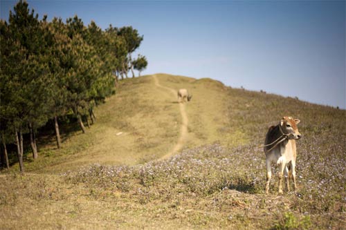 Cao nguyên Mộc Châu đẹp mơ màng, Du lịch, du lich moc chau, moc chau, mua hoa cai, du lich, phong canh, phong canh dep, canh dep the gioi, cao nguyen moc chau