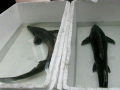 Người mua khó phân biệt được cá tầm nuôi tại Việt Nam (trái) và cá tầm Trung Quốc (phải).