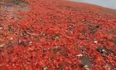 Tôm chết nhuộm đỏ bãi biển Chile