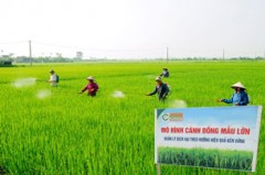 Mô hình cánh đồng mẫu lớn ở Nam Định Photo courtesy of namdinh.gov