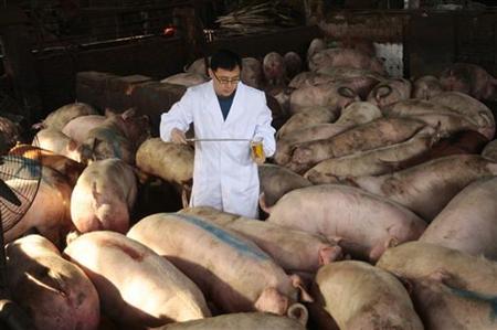 Nhiều trang trại tại Trung Quốc sử dụng lượng lớn thuốc kháng sinh cho lợn ăn