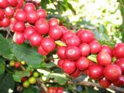 Quảng cáo ’cà phê thật’, Vinacafe Biên Hòa ý đồ gì?