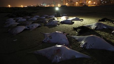 Bí ẩn hiện tượng cá đuối chết hàng loạt trên bờ biển Gaza