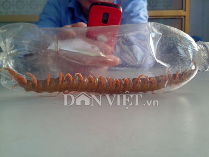 Rết, khủng