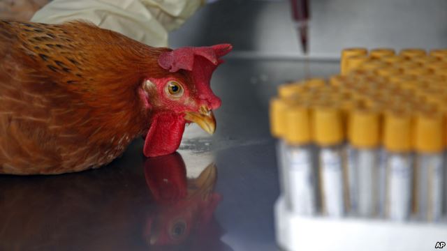 Nhân viên y tế lấy mẫu máu của một con gà ở Hồng Kông.