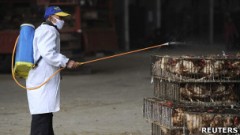 Thiêu đốt gia cầm tại tỉnh An Huy tuần trước để ngăn cúm lây lan