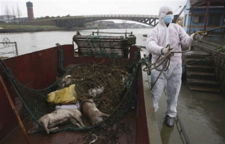 Scandal lợn chết trôi sông càng khiến người nước ngoài tại Trung Quốc lo sợ