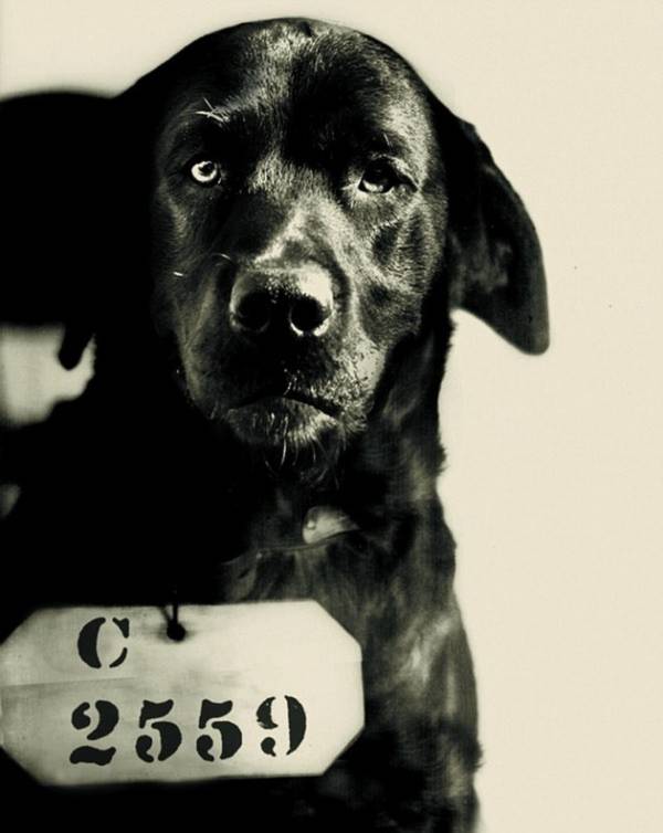 Bí mật về chú chó bị... lĩnh án tù chung thân năm 1924 1