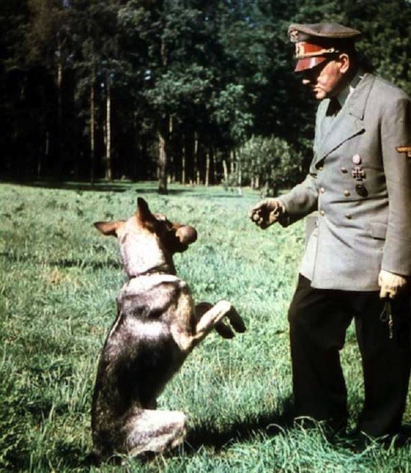 Điều ít được biết về đội quân chó biết nói của Hitler 2 Điều ít được biết về đội quân chó biết nói của Hitler 2