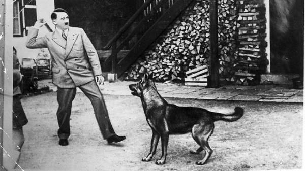 Điều ít được biết về đội quân chó biết nói của Hitler 4 Điều ít được biết về đội quân chó biết nói của Hitler 4