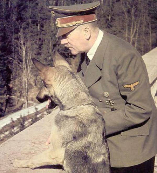 Điều ít được biết về đội quân chó biết nói của Hitler 8 Điều ít được biết về đội quân chó biết nói của Hitler 8