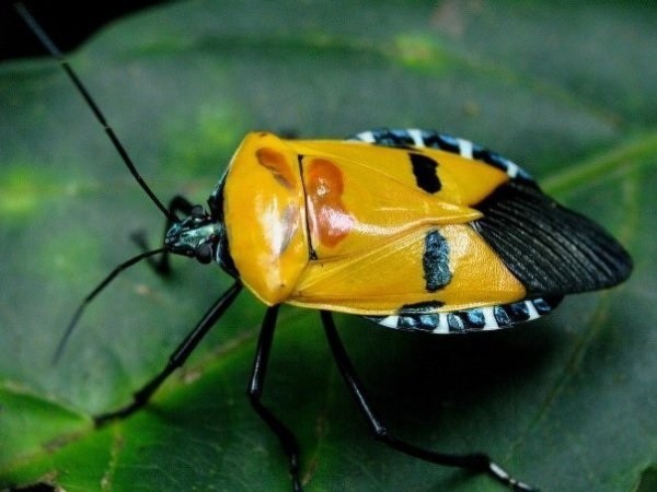 Những loài côn trùng đẹp đến kỳ ảo 13