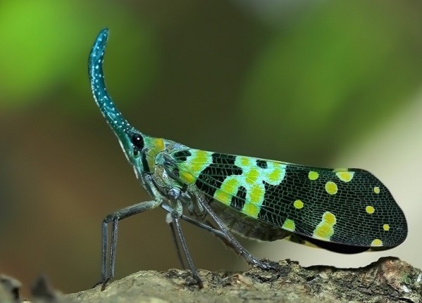 Những loài côn trùng đẹp đến kỳ ảo 15