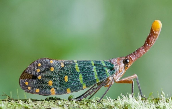 Những loài côn trùng đẹp đến kỳ ảo 16