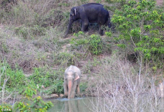 Phát hiện voi màu hồng kỳ dị ở Thái Lan