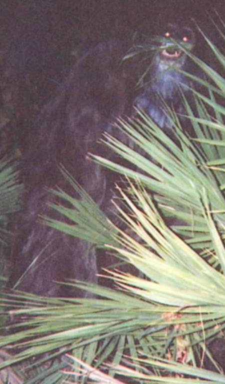 Bằng chứng mới về sinh vật Skunk Ape bí ẩn 2 Bằng chứng mới về sinh vật Skunk Ape bí ẩn 2