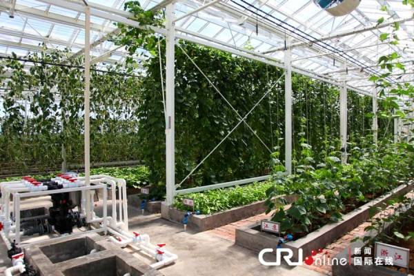 Một góc nhà vườn trong khu căn cứ phi pháp của quân đội Trung Quốc trên Đá Chữ Thập.