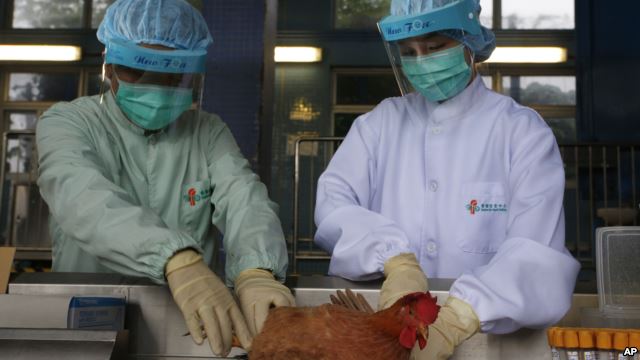 Nhân viên y tế xét nghiệm máu một con gà ở Hong Kong, ngàu 11 tháng 4, 2013.