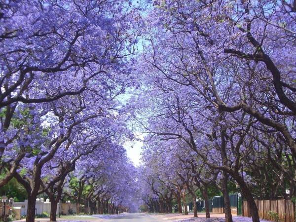 Những con đường tình yêu đẹp ngỡ ngàng trên thế giới 12 Những con đường tình yêu đẹp ngỡ ngàng trên thế giới 12