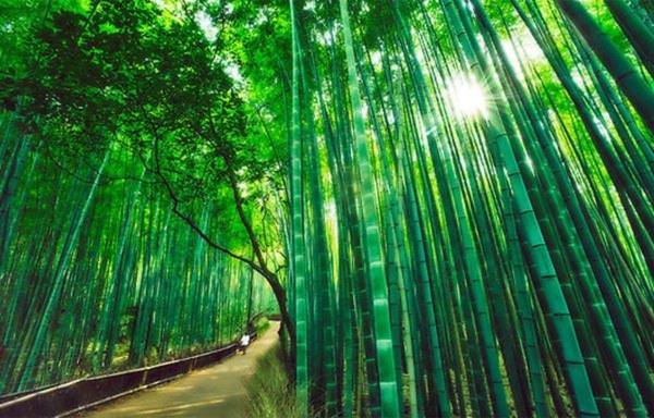 Những con đường tình yêu đẹp ngỡ ngàng trên thế giới 25 Những con đường tình yêu đẹp ngỡ ngàng trên thế giới 25