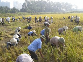 Nông dân Văn Giang, tỉnh Hưng Yên đang gặt lúa (REUTERS /Mua Xuan)