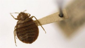 Loài rệp có thể lưu giữ các tác nhân gây bệnh nguy hiểm như dịch hạch, hồi quy, sốt, viêm gan B...