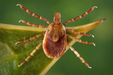 Con ve hay còn gọi là con bét, là loài côn trùng nhỏ bé, thuộc lớp động vật hình nhện - sống bằng cách bám vào động vật khác để hút máu. Nhiều chứng bệnh có thể lây truyền từ người này sang người khác từ ve.
