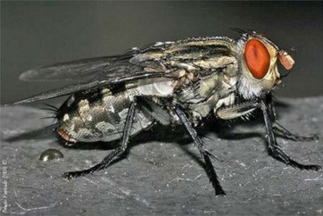 Ruồi trâu. Đây là loài côn trùng kí sinh chân khớp, bộ hai cánh, họ ruồi trâu (Tabanidae). Ở Việt Nam đã phát hiện hơn 80 loài ruồi trâu, trong đó loài phổ biến nhất kí sinh ở vật nuôi là Tabanus rubidus.