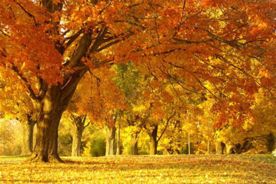 Giải mã bí ẩn "mùa thu lá rơi vàng"
