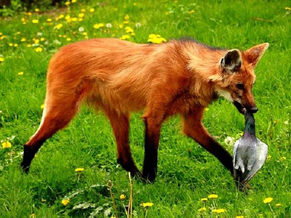 Những động vật sở hữu Những động vật sở hữu