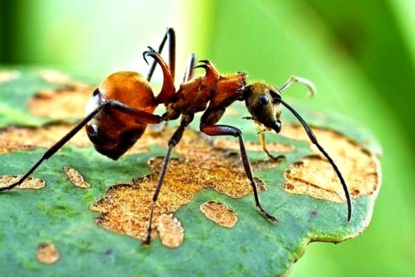 Những động vật sở hữu Những động vật sở hữu