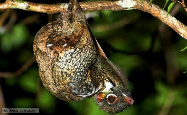 Những động vật sở hữu Những động vật sở hữu