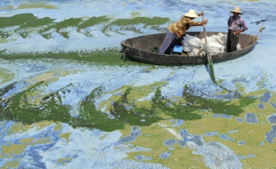 	Nước ô nhiễm ở Hồ Chaohu, thành phố Hợp Phì, tỉnh An Huy, Trung Quốc