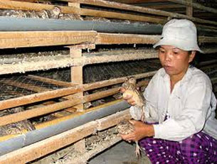 Chủ nhân trại nuôi chim cút phải thường xuyên kiểm tra tình hình sức khỏe của đàn chim Courtesy laodong.com