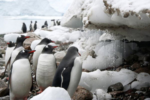 Đến Nam Cực- xứ sở của chim cánh cụt, Du lịch, nam cuc, chim canh cut, dia danh dep, du lich, du lich the gioi, canh dep, phong canh dep, anh thien nhien, anh phong canh, wallpaper, hinh anh dep, bao, tin tuc, hinh dep