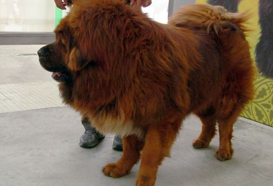 tibetan