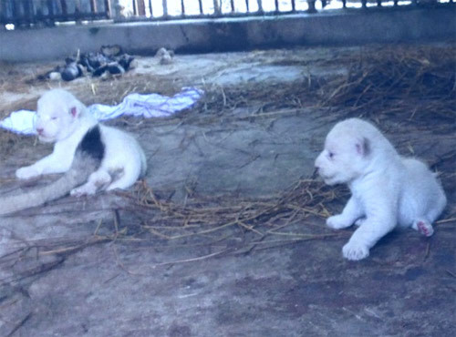 Sư tử đột biến sắc tố tại TP HCM