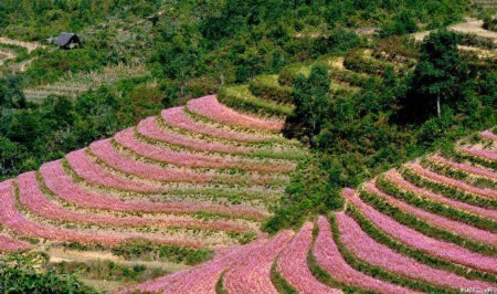 Hoa tam giác mạch phủ hồng các cao nguyên - 12