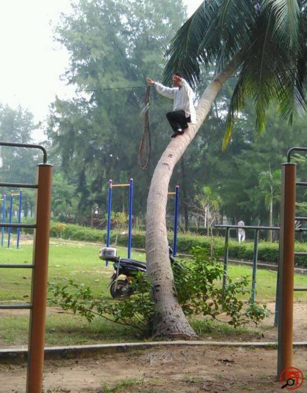 Người đàn ông "luyện công" điệu nghệ trên thân cây dừa 2 Người đàn ông "luyện công" điệu nghệ trên thân cây dừa 2