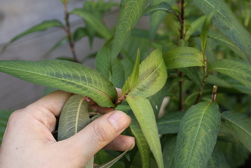 Những loại thực phẩm mẹ bầu nên tránh xa4